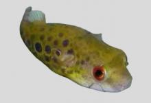 阿部氏鲀是什么鱼？