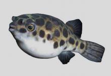 红鳍东方鲀是什么鱼？