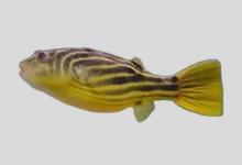 阿拉伯鲀是什么鱼？