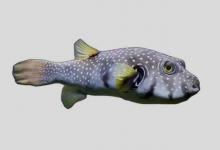斑点东方鲀是什么鱼？