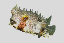 安地列斯短刺鲀是什么鱼？