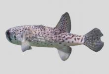 艾氏刺鲀是什么鱼？