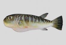 横纹东方鲀是什么鱼？