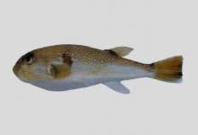 虫纹东方鲀是什么鱼？