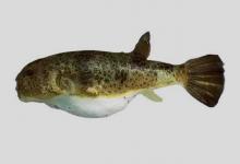 豹纹东方鲀是什么鱼？