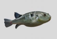 暗纹东方鲀是什么鱼？