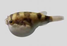 点条方头鲀是什么鱼？