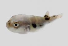 晕环东方鲀是什么鱼？