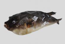 紫色东方鲀是什么鱼？