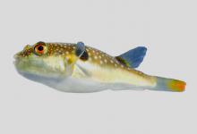 星点东方鲀是什么鱼？