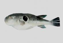 圆斑东方鲀是什么鱼？