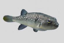 斜斑东方鲀是什么鱼？