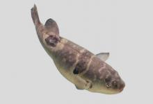 花斑东方鲀是什么鱼？