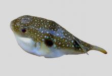 墨绿东方鲀是什么鱼？