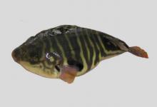 双斑东方鲀是什么鱼？