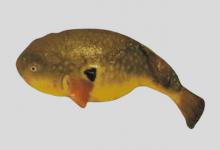 菊黄东方鲀是什么鱼？