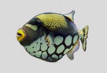 密点东方鲀是什么鱼？