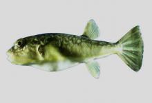 铅点东方鲀是什么鱼？