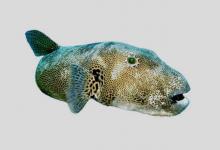 星斑叉鼻鲀是什么鱼？