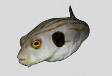 线纹叉鼻鲀是什么鱼？