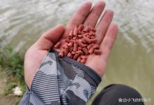 颗粒饵料哪家强？实战测试这3种效果突出，大鱼来得快