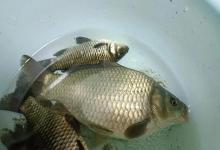 夏季江河钓鱼爆护秘诀：3大黄金位置，找准鱼窝，大鱼疯狂咬钩！