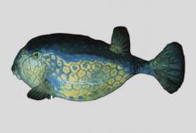 无斑箱鲀是什么鱼？