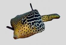 吻鼻箱鲀是什么鱼？