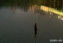 夏季钓黄辣丁的3个“夜战秘籍”，90%钓友不知道的爆护诀窍！