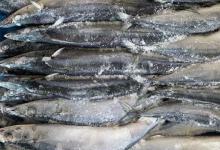 秋刀鱼和青占鱼的区别