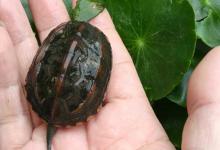 草龟一年能长多少厘米？