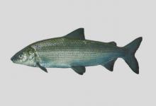 大眼白鲑是什么鱼？