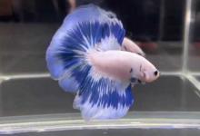 斗鱼吐了一堆泡泡怎么回事？