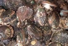 鲍鱼是不是真正的鱼？