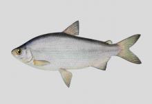 高白鲑是什么鱼？