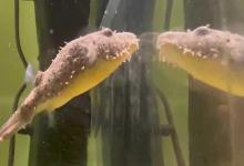 河豚是鱼类还是哺乳动物？