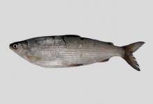 法氏白鲑是什么鱼？