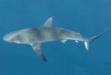 鲨鱼会主动攻击人类吗？