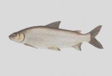 大目白鲑是什么鱼？