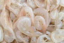 白虾是海虾吗？