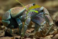 椰子蟹屁股能吃吗？