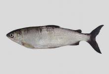 白鲑是什么鱼？