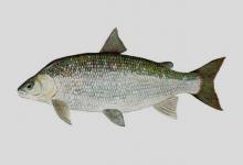 鲱形白鲑是什么鱼？