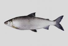 古白鲑是什么鱼？