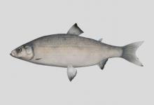 楚德白鲑是什么鱼？