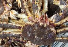 帝王蟹为何要马上杀死？