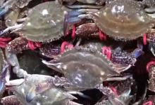 梭子蟹用热水还是冷水蒸？