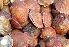 扇贝是海鲜吗？