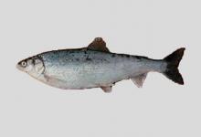 白令白鲑是什么鱼？