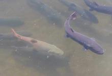 哲罗鲑和鳡鱼哪个厉害？